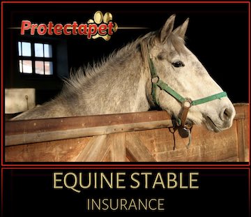 White horse in a stable promoting stable insurance in Spain by Protectapet 
